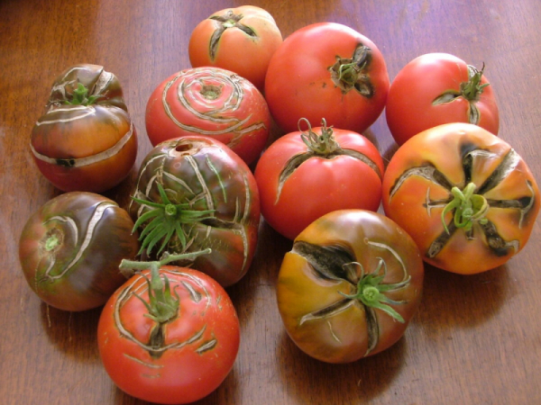 По каким причинам у вас растрескиваются томаты.